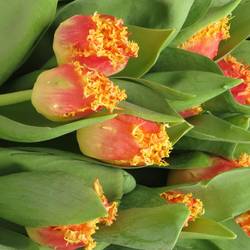 Tulpe orange/gelb gezackt Real 40 Gramm