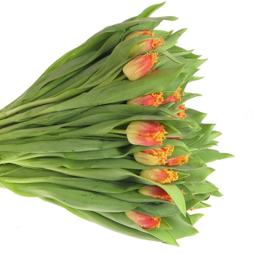 Tulpe orange/gelb gezackt Real 40 Gramm