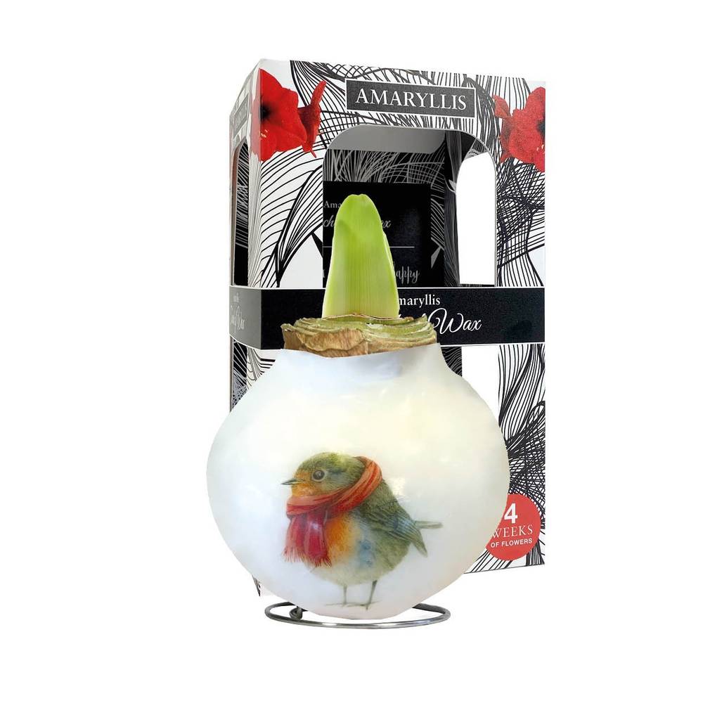 Amar.Bol Wachs Rotkehlchen im Giftbox rote Bl. 30 H022