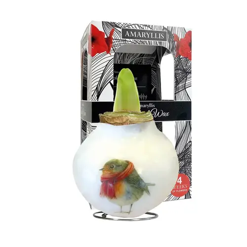 Amar.Bol Wachs Rotkehlchen im Giftbox rote Bl. 30 H022