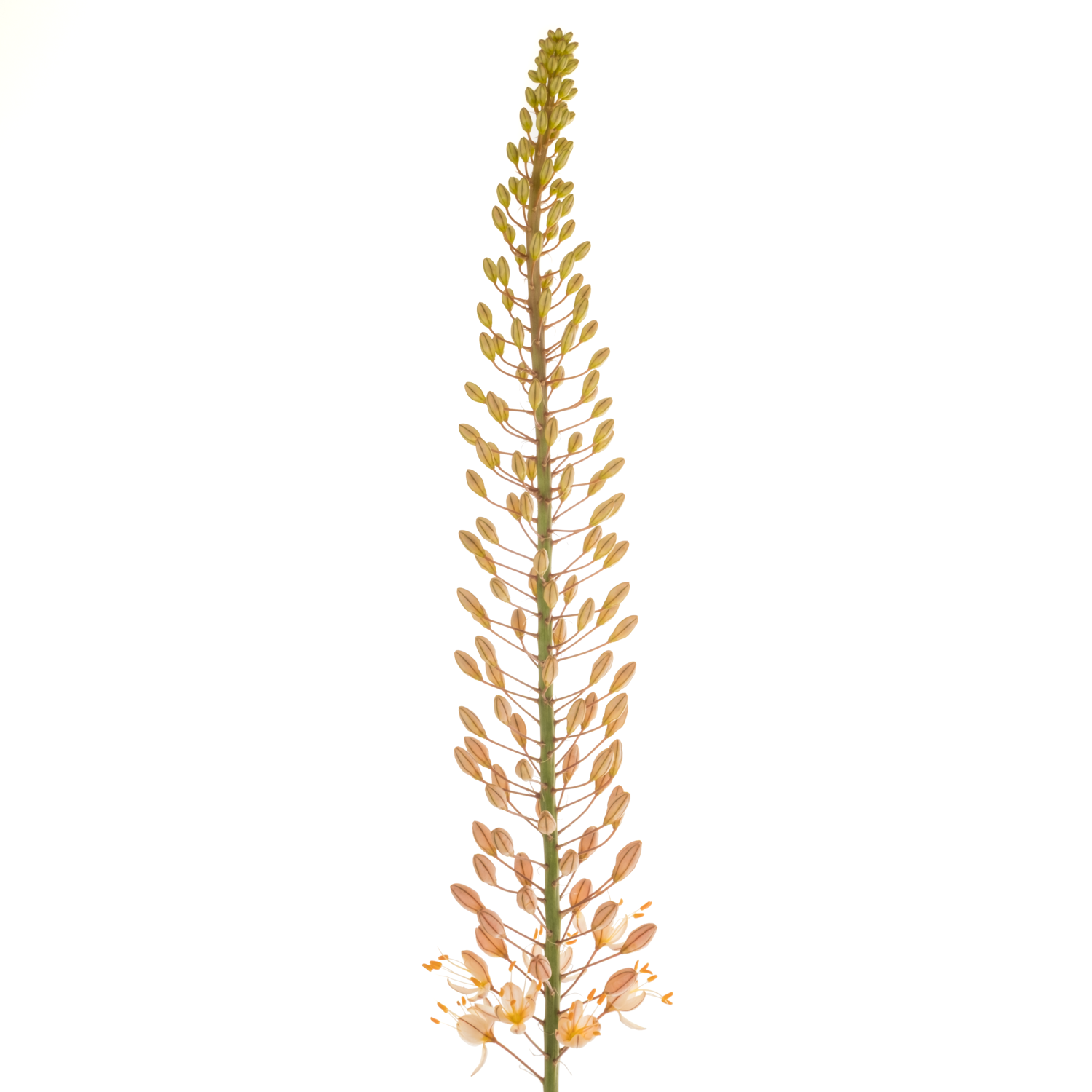 Eremurus orange Hercules 80cm