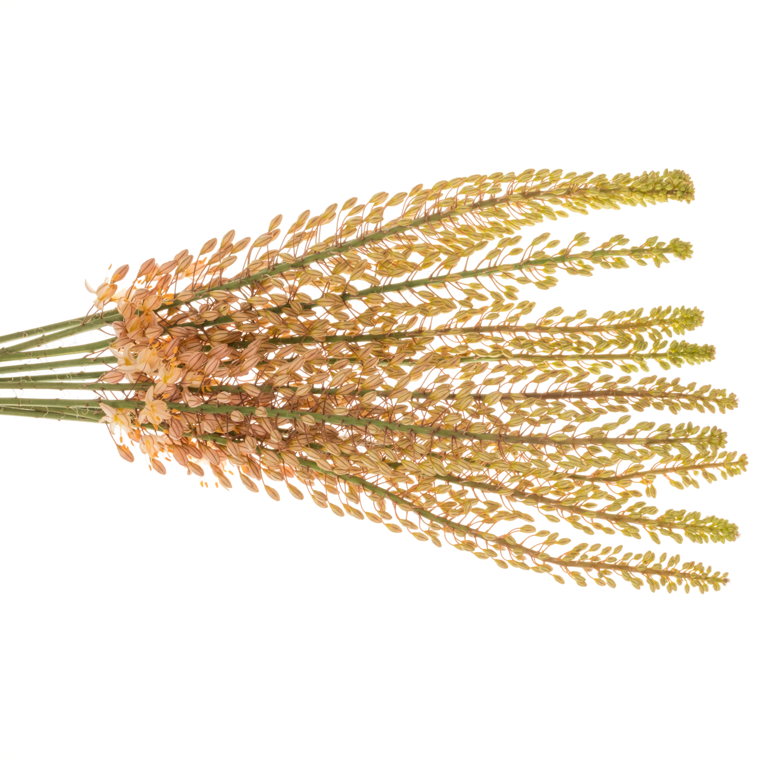 Eremurus orange Hercules 80cm
