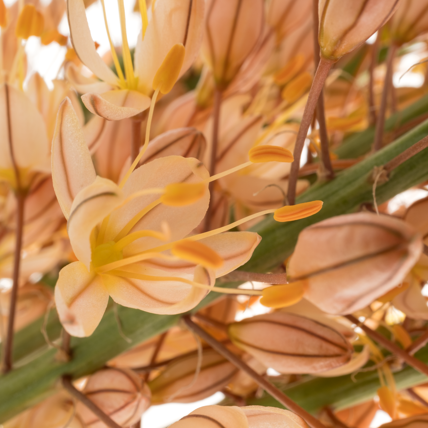 Eremurus orange Hercules 80cm