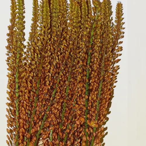 Eremurus orange Hercules 80cm