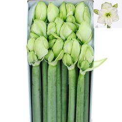Amaryllis Krt.weiss Sensation X12