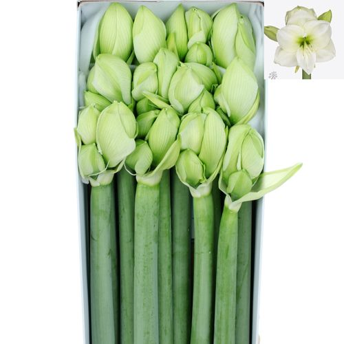 Amaryllis Krt.weiss Sensation X12