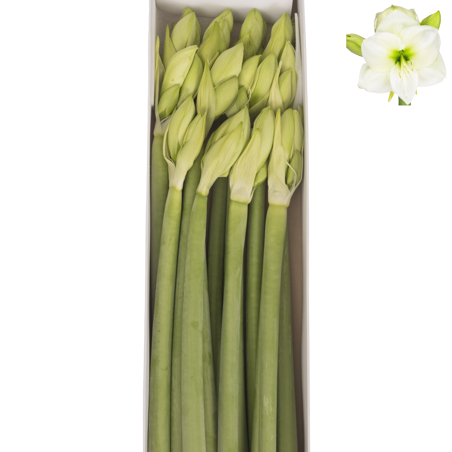 Amaryllis Krt.weiss Sensation X12