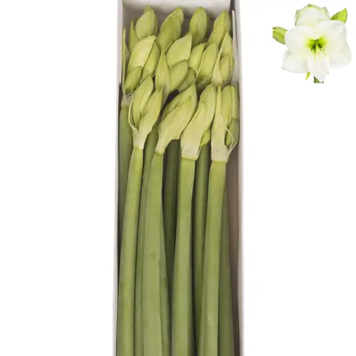 Amaryllis Krt.weiss Sensation X12