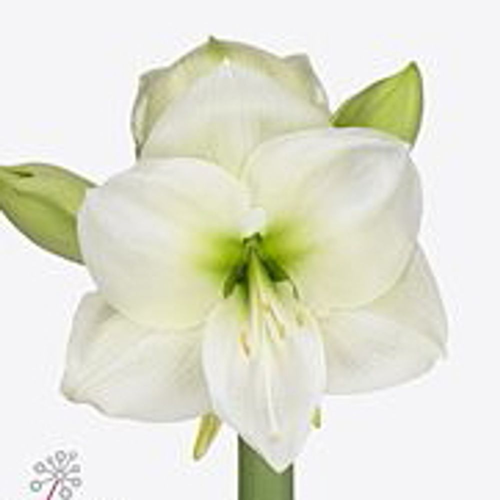 Amaryllis Krt.weiss Sensation X12