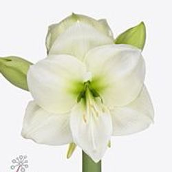 Amaryllis Krt.weiss Sensation X12