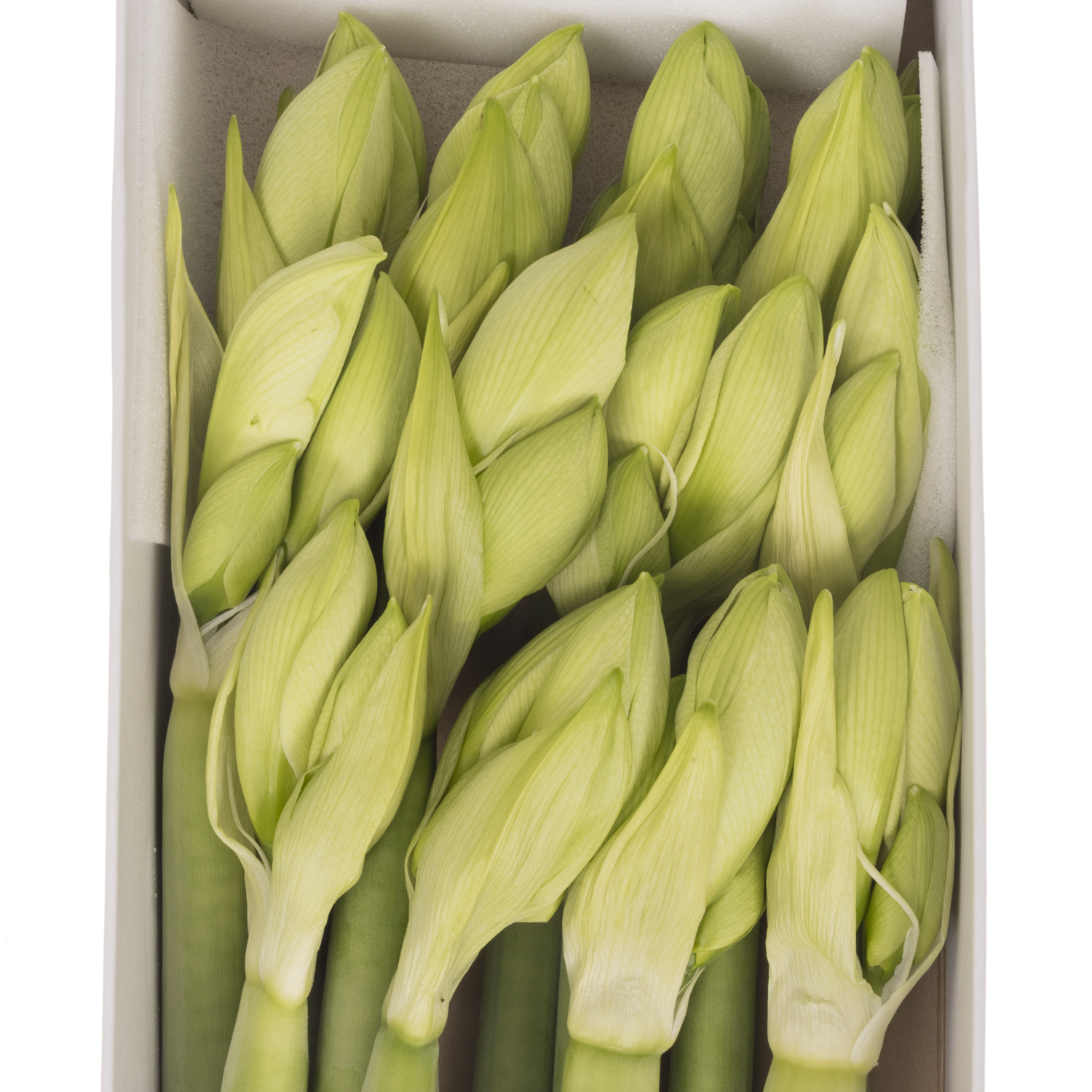 Amaryllis Krt.weiss Sensation X12