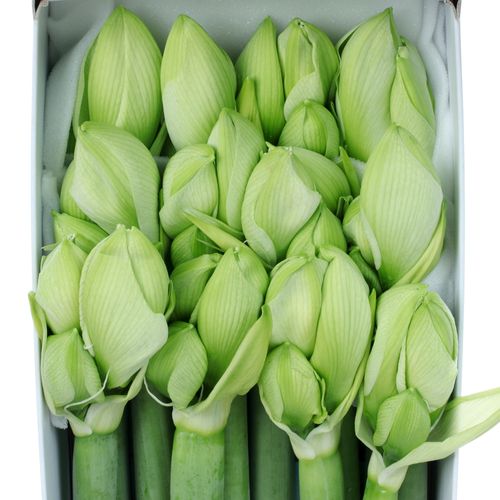 Amaryllis Krt.weiss Sensation X12