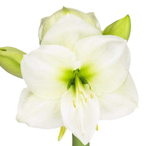 Amaryllis Krt.weiss Sensation X12