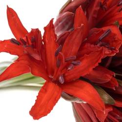 Nerine rot Lydia 40cm