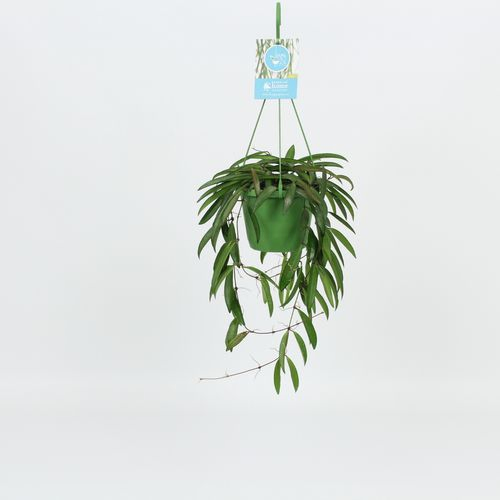 Hoya Wayetti Ampel T14