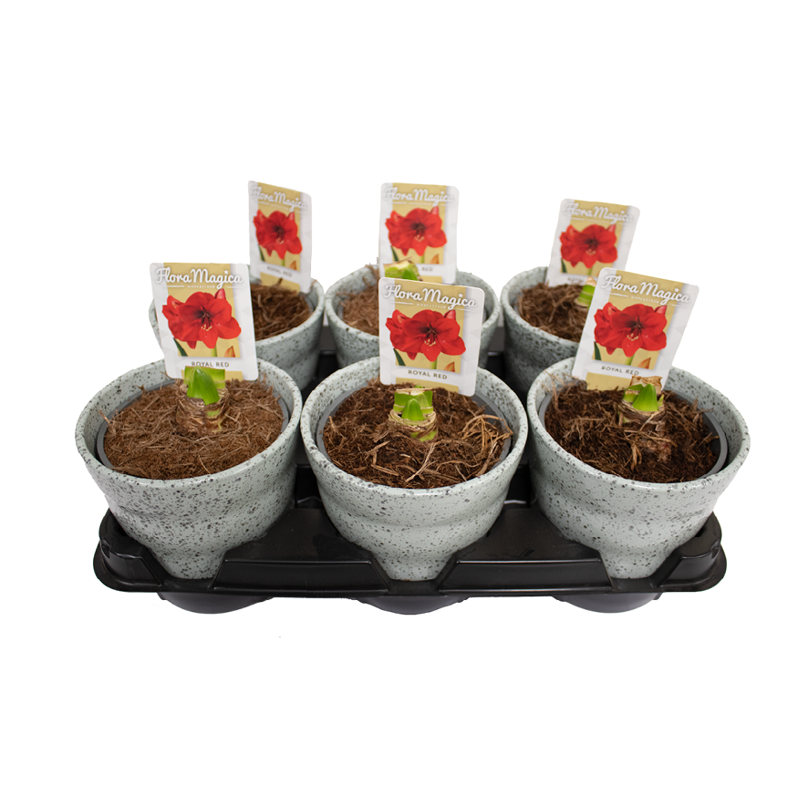 Amar.2er rot im Dawn Pixel Topf stahl T12 H020