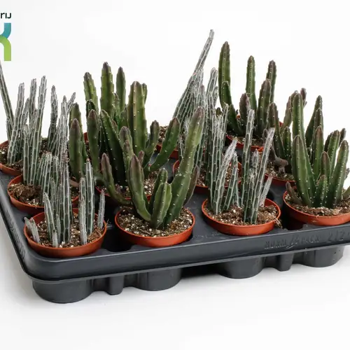 Stapelia mix T08,5 H020