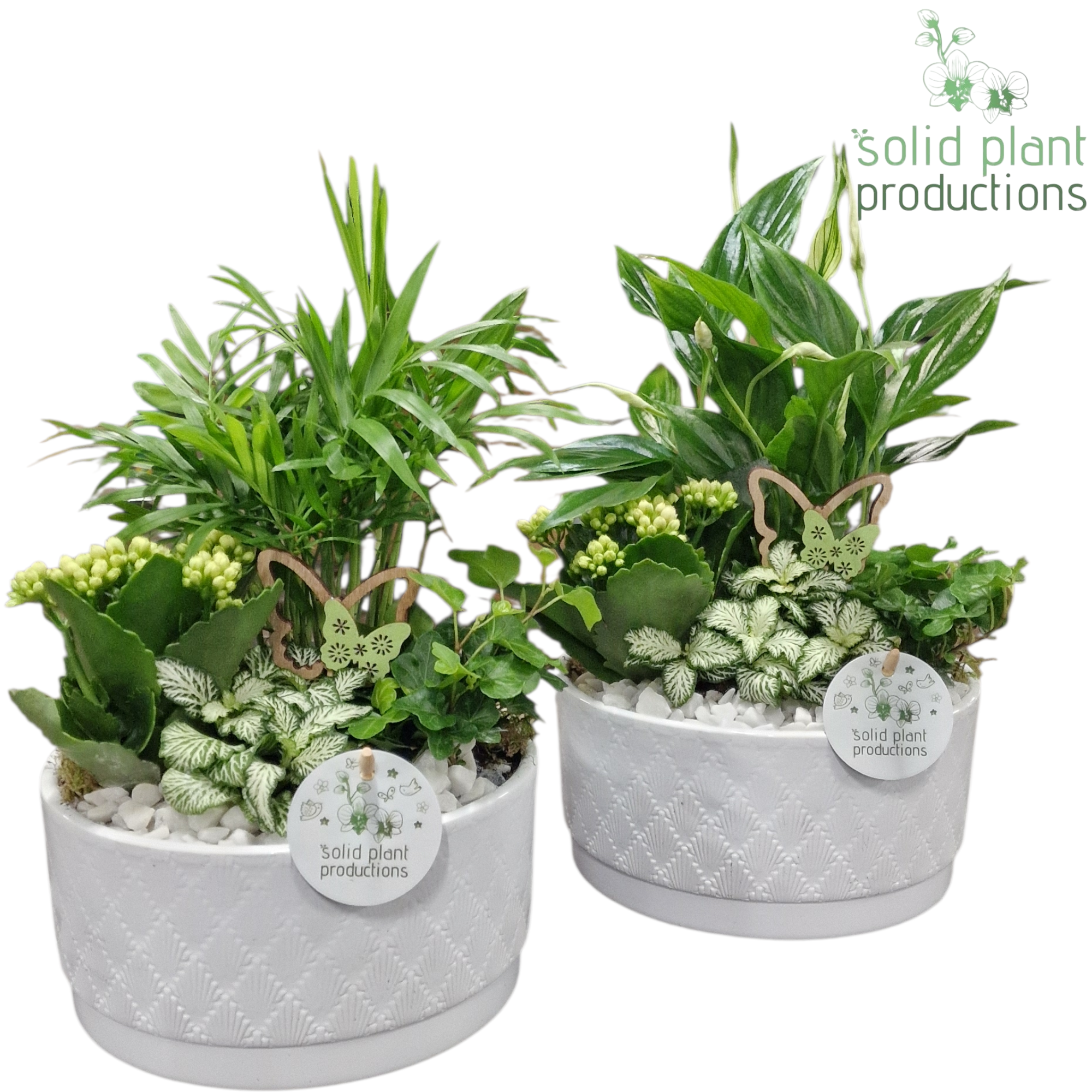 Kal.Arr mix SC003 Loes weiss T18 H035