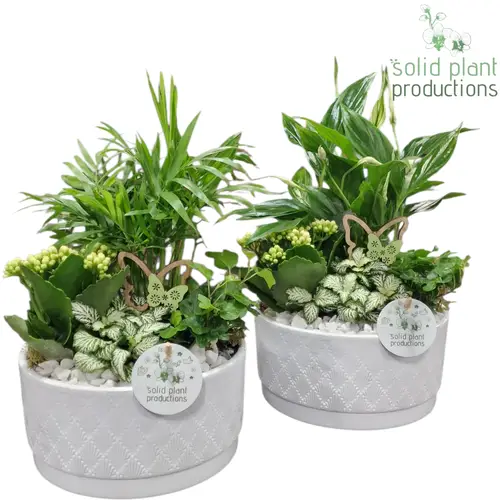 Kal.Arr mix SC003 Loes weiss T18 H035