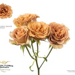 Rose verzweigt braun James Brown 60cm