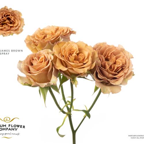 Rose verzweigt braun James Brown 60cm