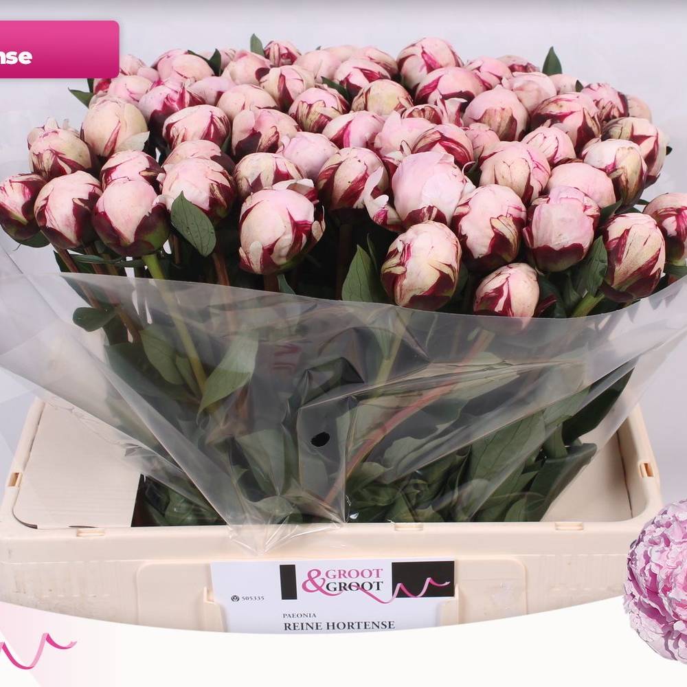 Pfingstrose rosa Hortensa 55cm