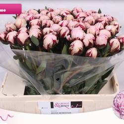 Pfingstrose rosa Hortensa 55cm