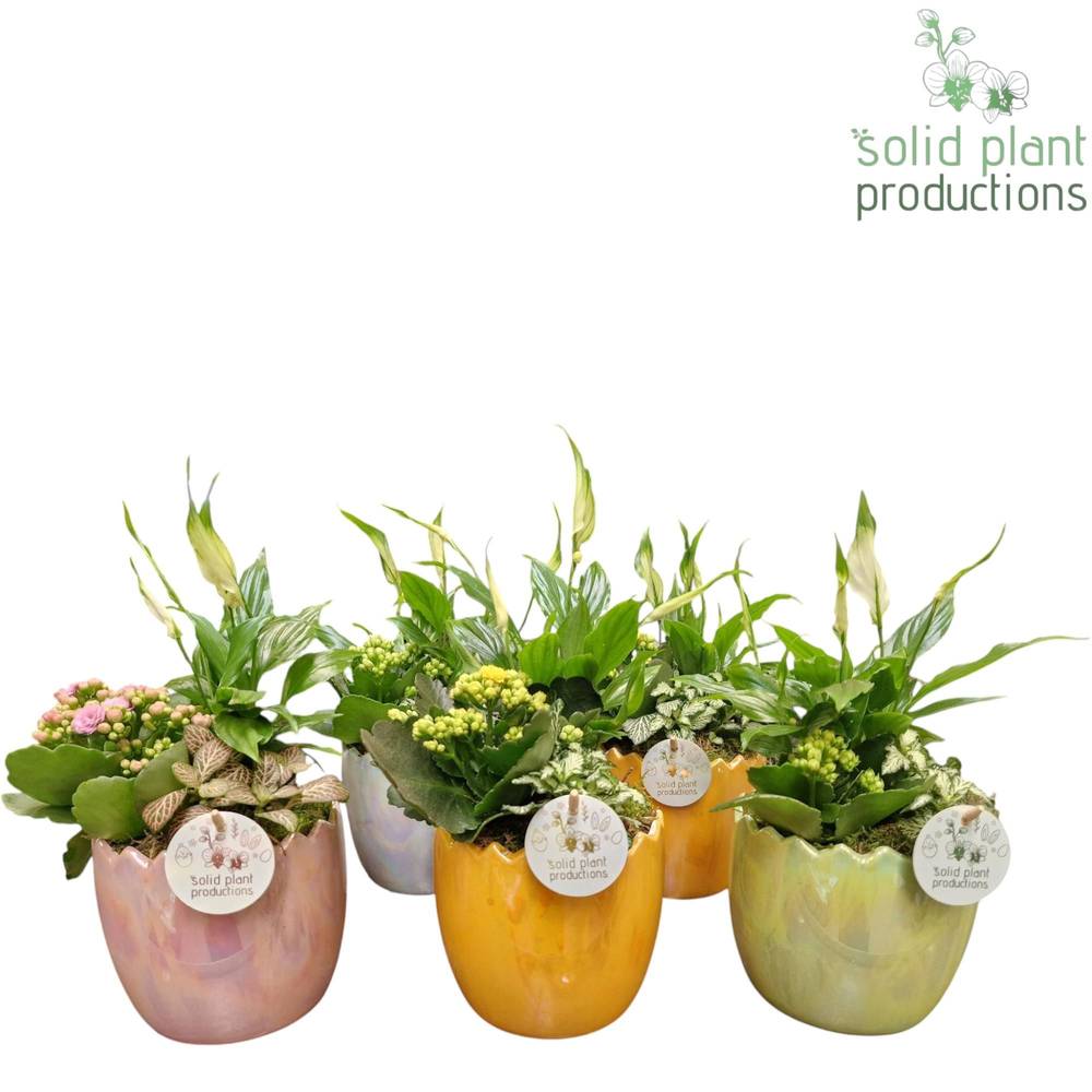 Spath.Arr mix SP008 Ostern T15 H035