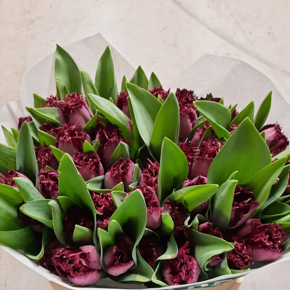 Tulpe lila Curly Sue 32 Gramm