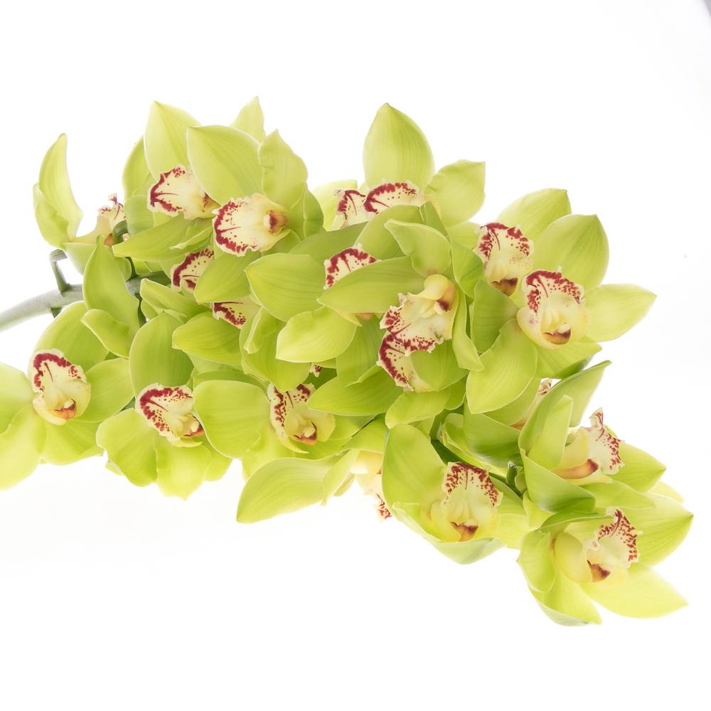 Cymbidium grün Noah 80cm 13+Blüte