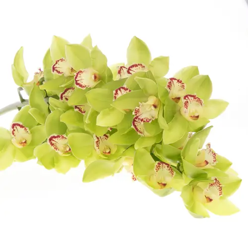 Cymbidium grün Noah 80cm 13+Blüte
