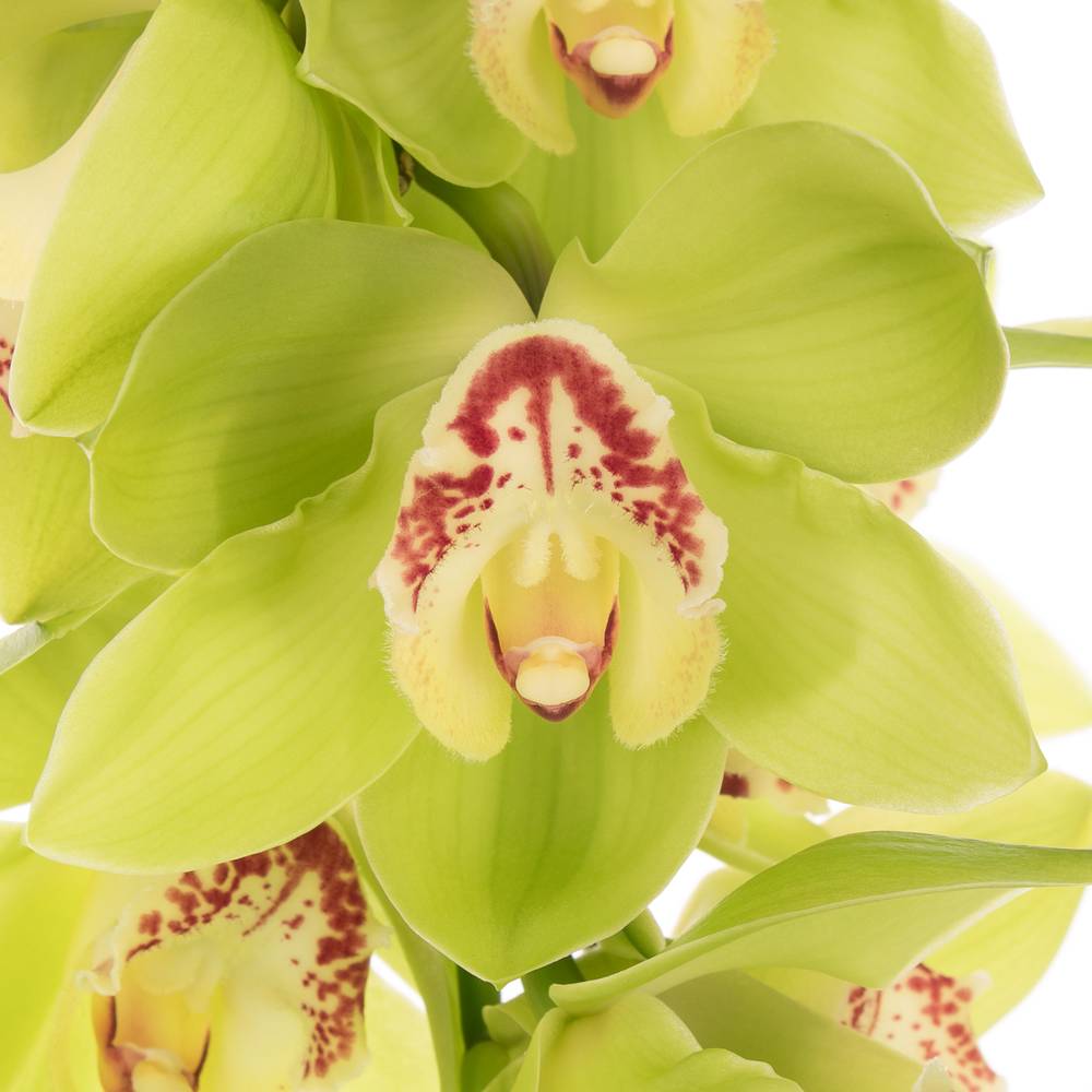 Cymbidium grün Noah 80cm 13+Blüte