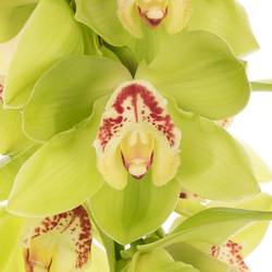 Cymbidium grün Noah 80cm 13+Blüte