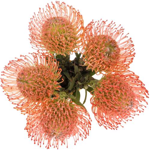 Nutans pink Ayoba 70cm