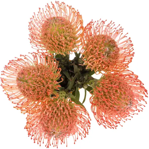 Nutans pink Ayoba 70cm