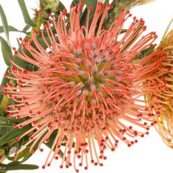 Nutans pink Ayoba 70cm