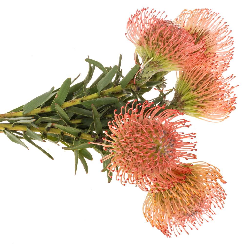 Nutans pink Ayoba 70cm