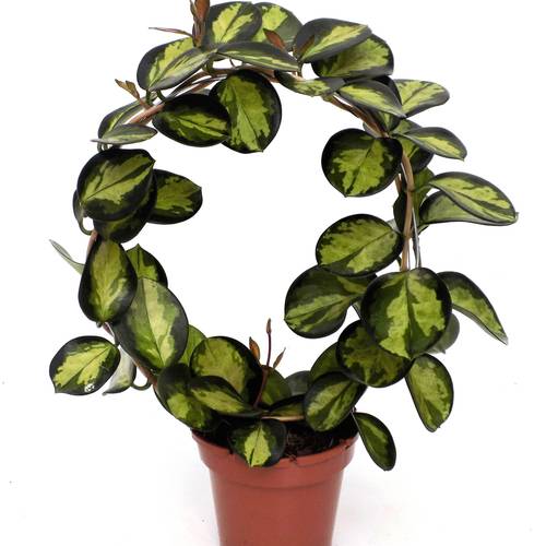 Hoya grün Lisa bogen T12 H045