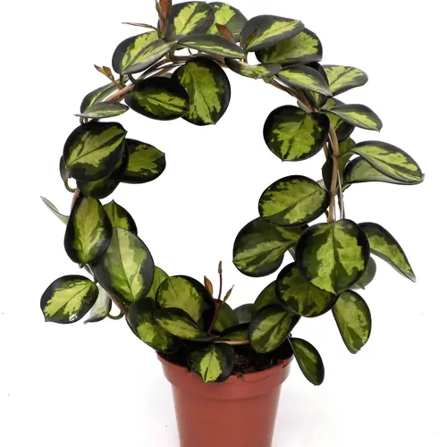 Hoya grün Lisa bogen T12 H045