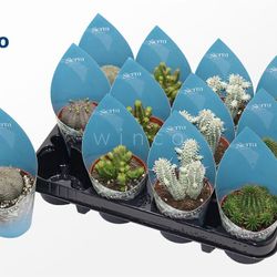 Euphorbia mix Sierra Tüte T08,5 H18