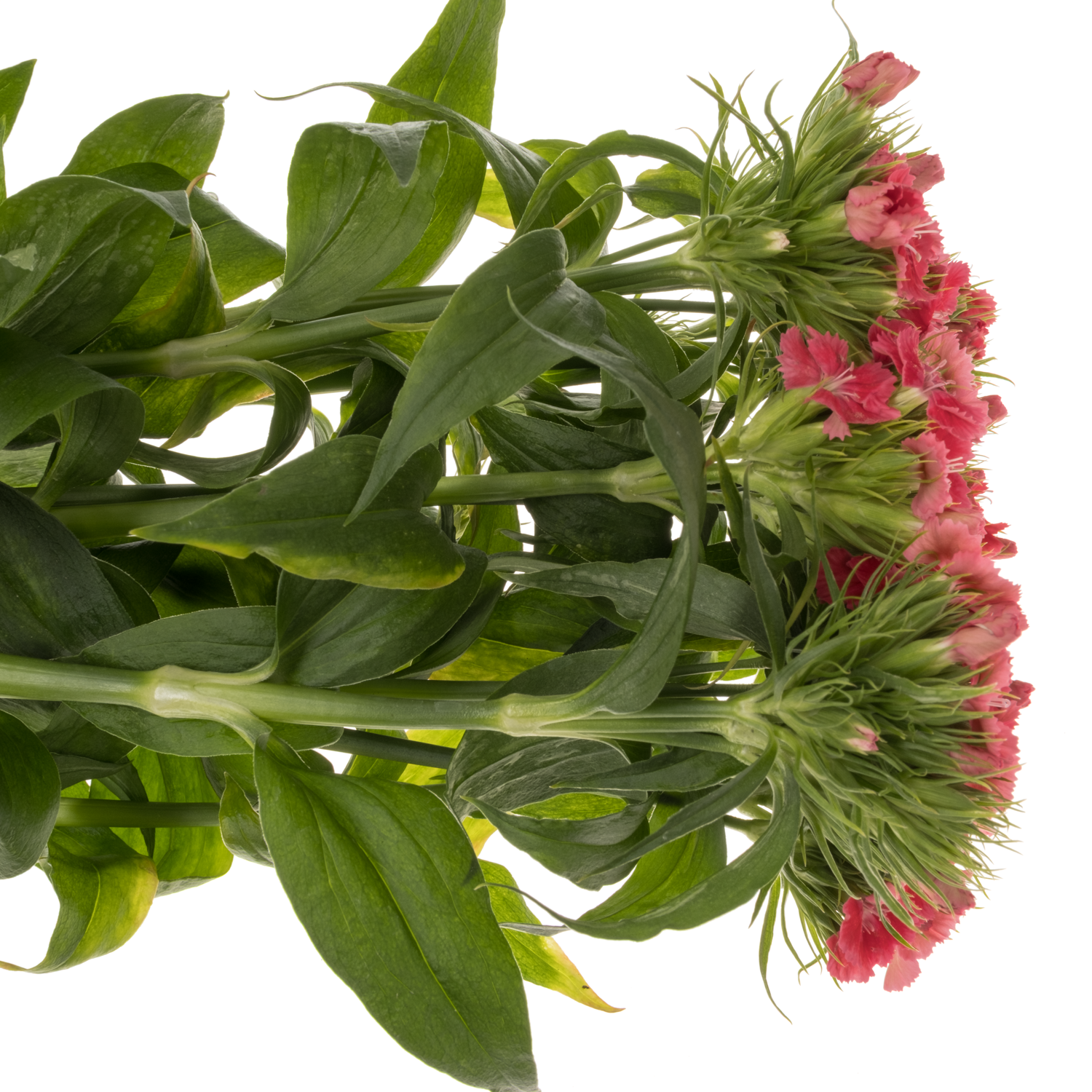 Bartnelke lachs Zalmroze 45cm