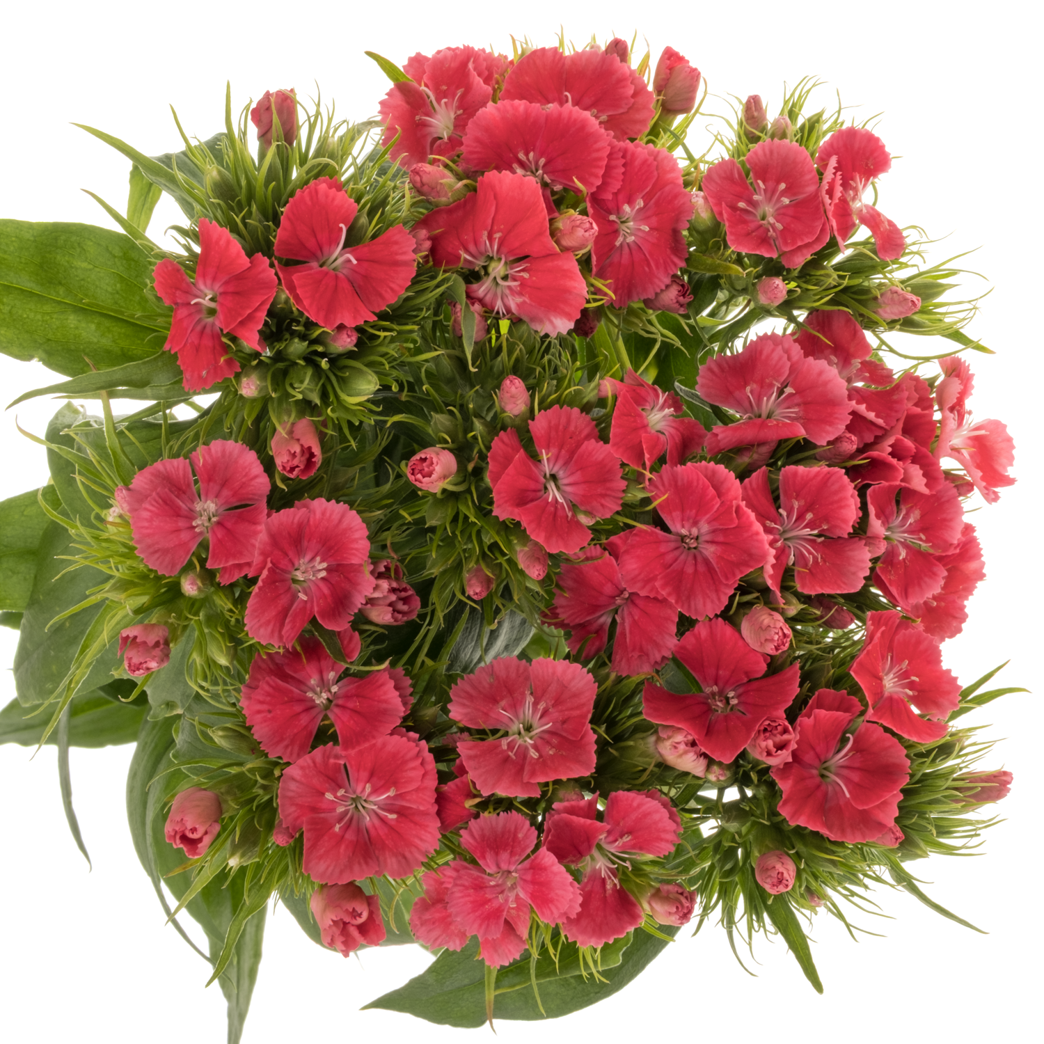 Bartnelke lachs Zalmroze 45cm