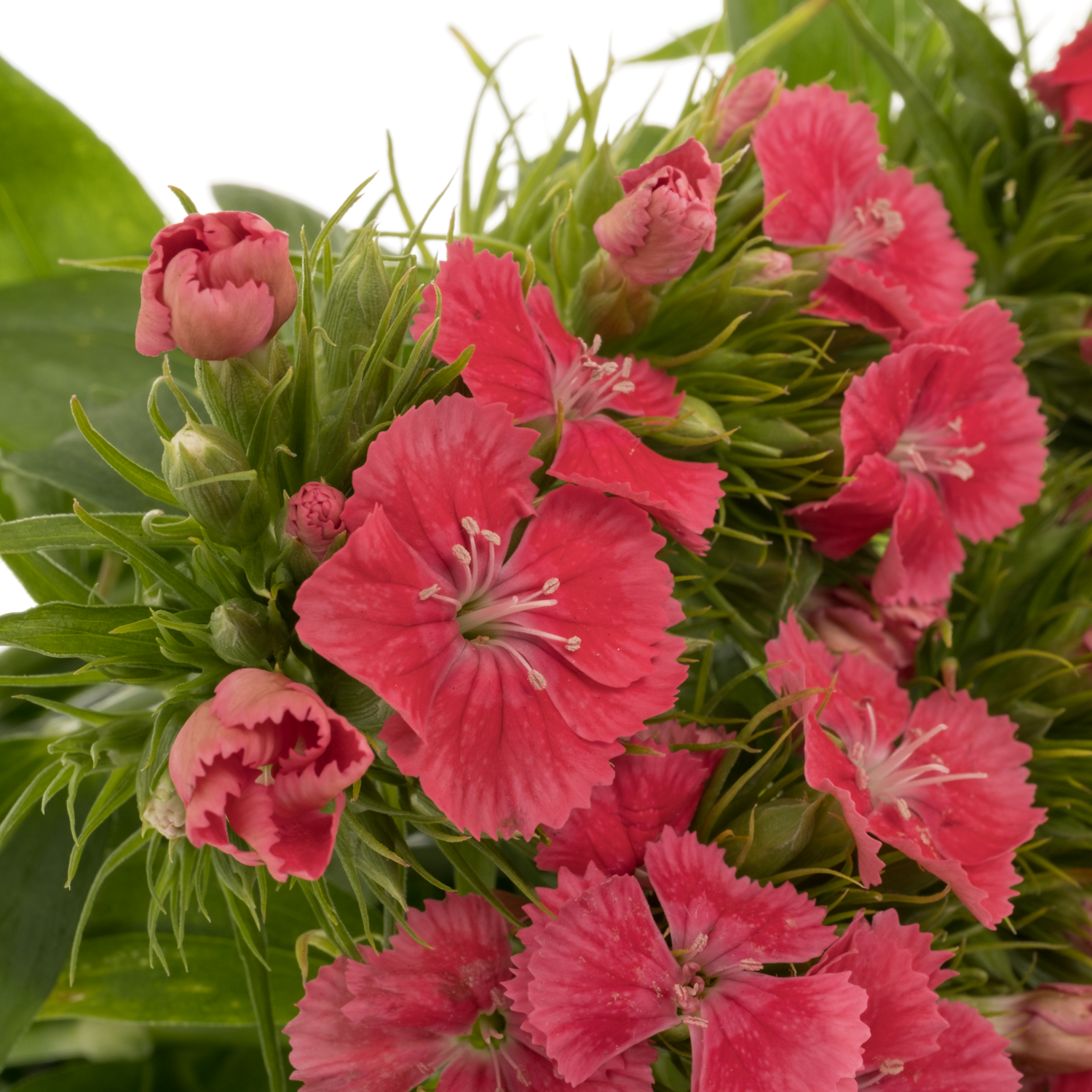 Bartnelke lachs Zalmroze 45cm