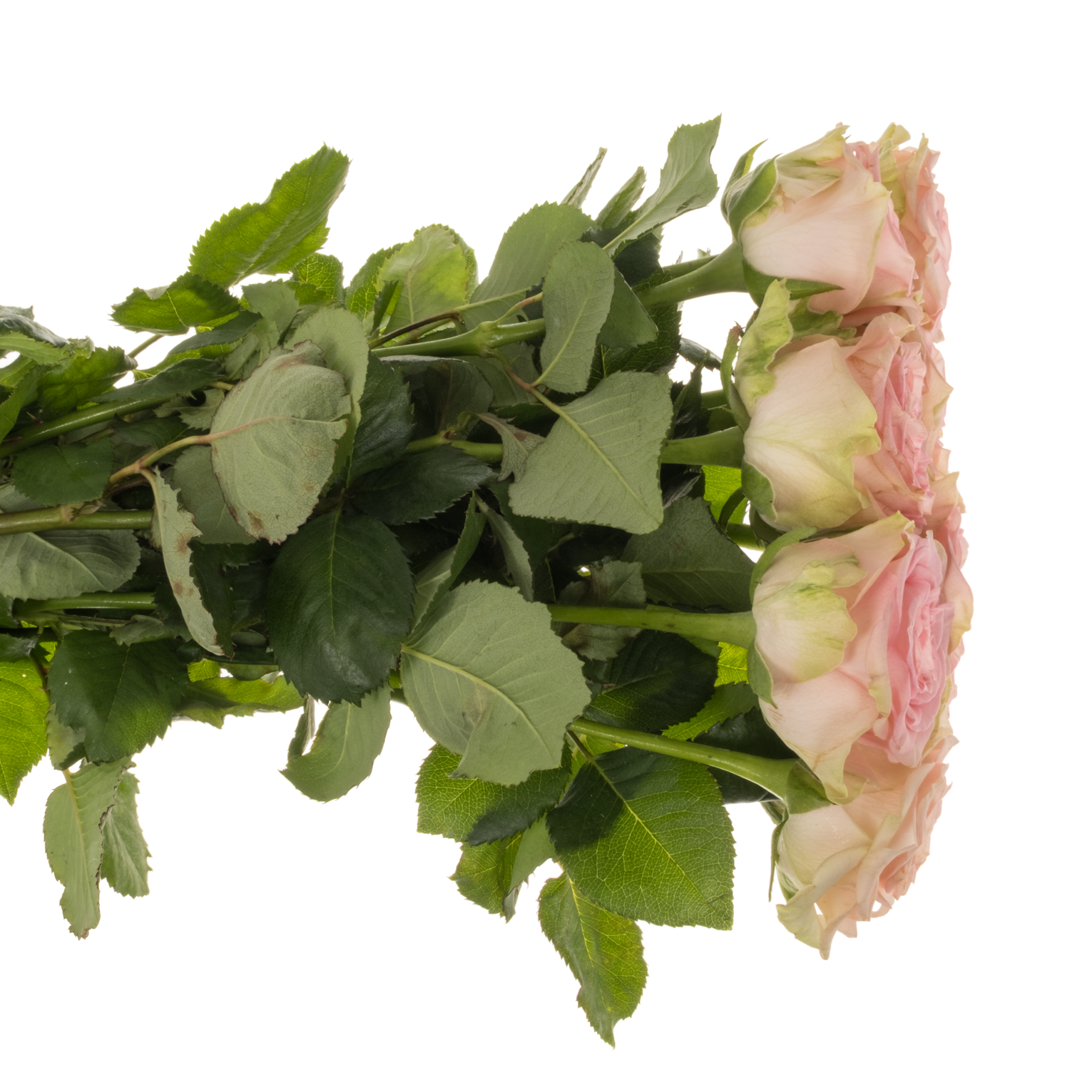 Rose hell rosa Lady Jane gefüllt 50cm