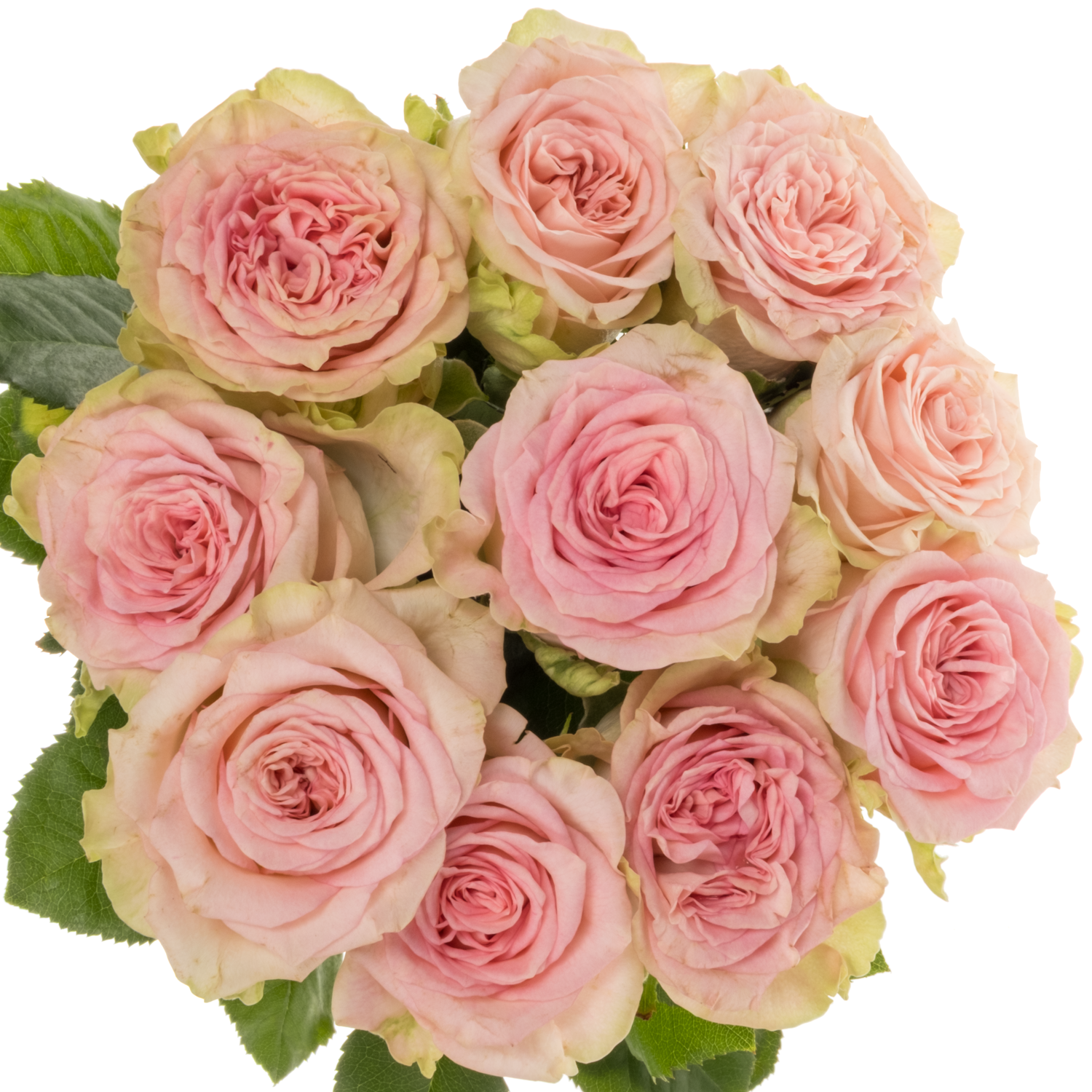 Rose hell rosa Lady Jane gefüllt 50cm