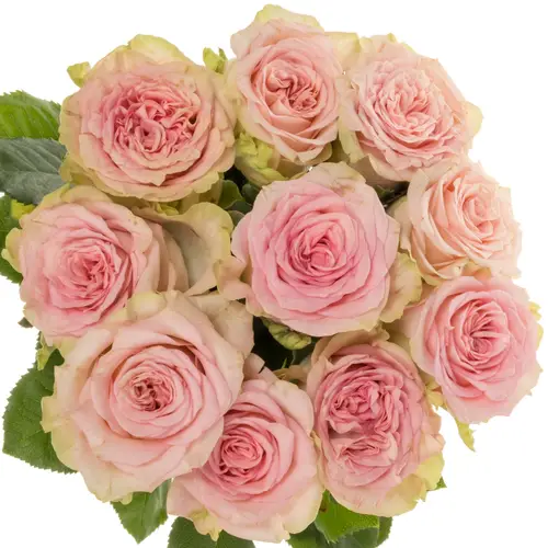 Rose hell rosa Lady Jane gefüllt 50cm