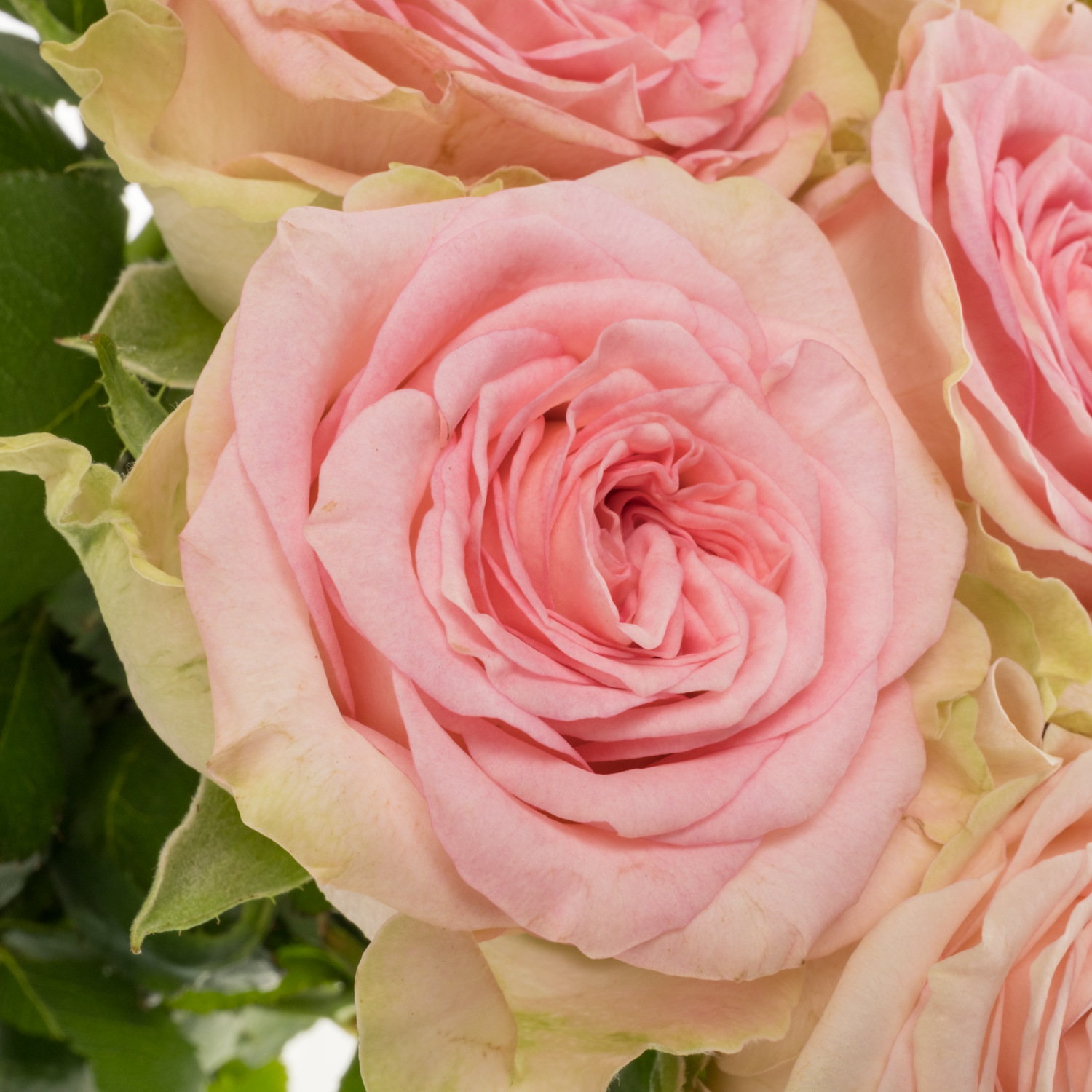 Rose hell rosa Lady Jane gefüllt 50cm