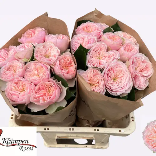 Rose hell rosa Tender Love 50cm