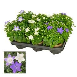 Campanula mix Isophylla T11 H017