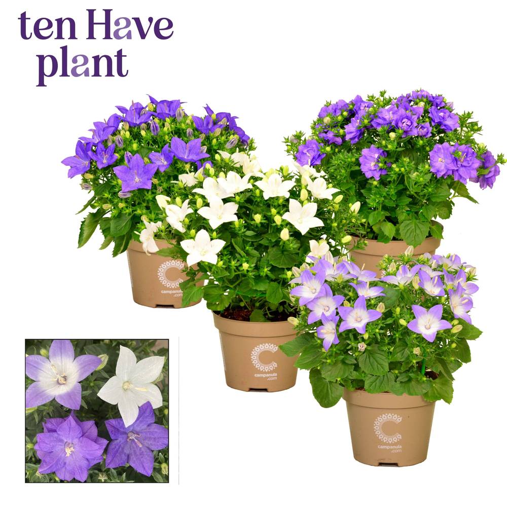 Campanula mix Isophylla T11 H017